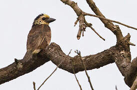 Anchieta's Barbet