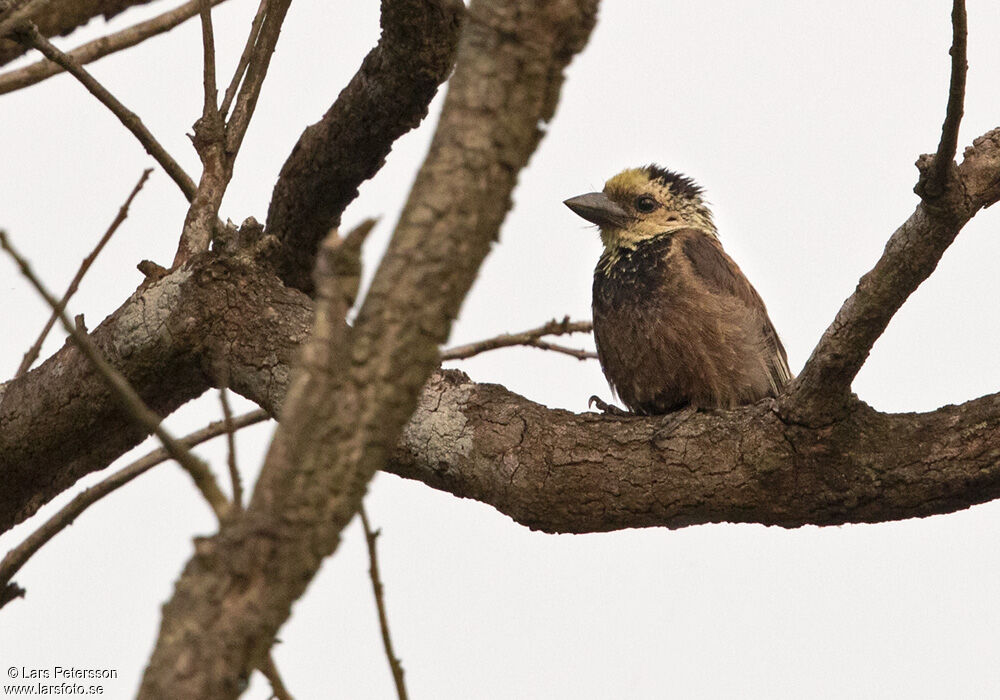 Anchieta's Barbet