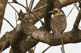 Anchieta's Barbet