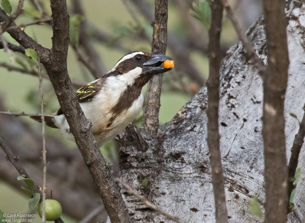 Black-throated Barbet