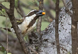 Black-throated Barbet