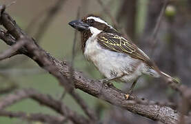 Black-throated Barbet