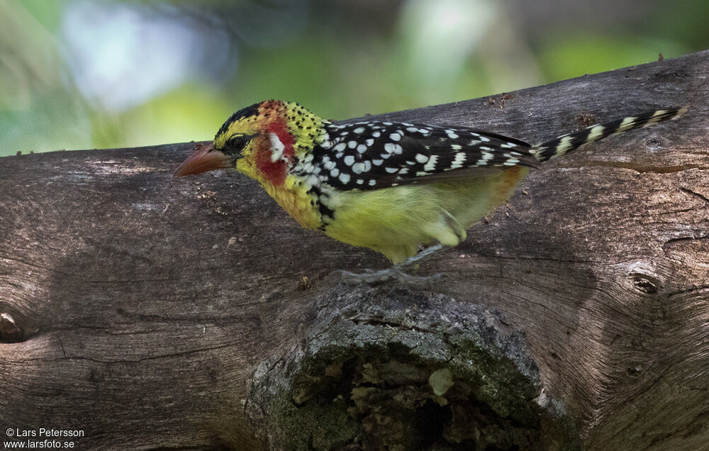 Red-and-yellow Barbet