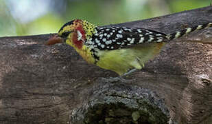 Red-and-yellow Barbet