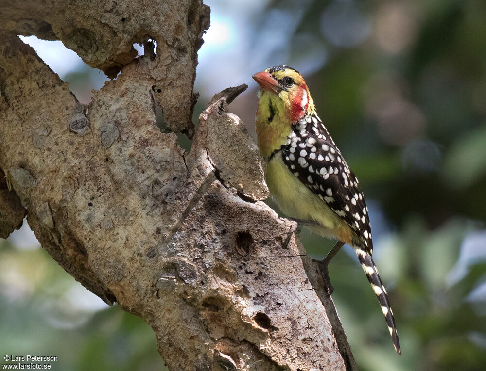 Red-and-yellow Barbet