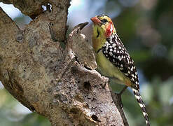 Red-and-yellow Barbet