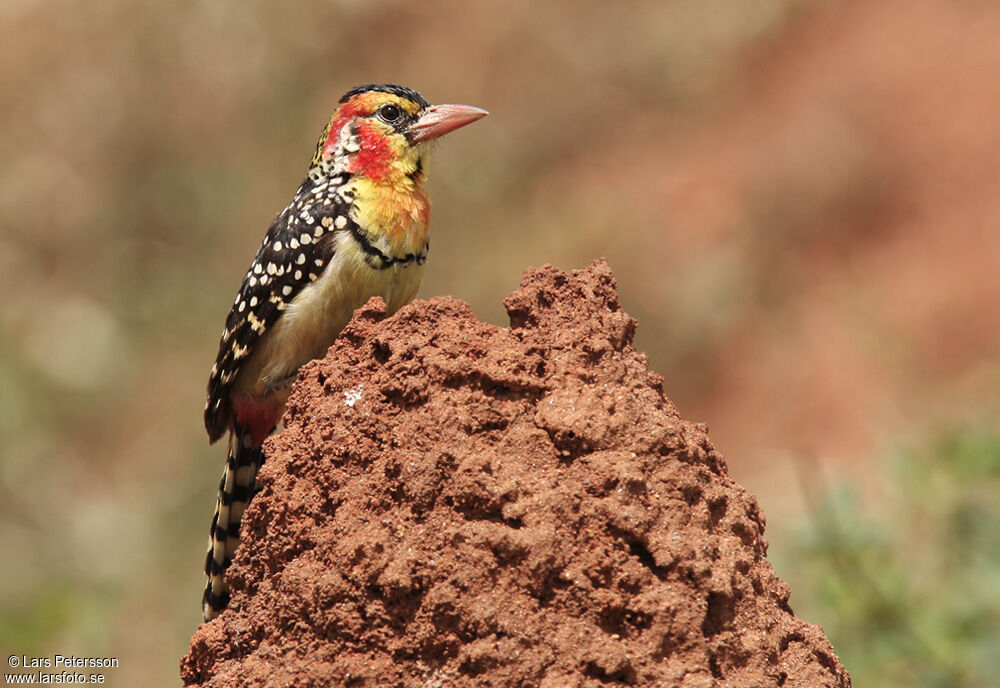 Red-and-yellow Barbet