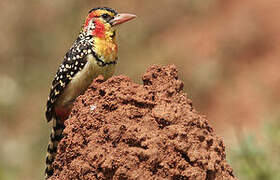 Red-and-yellow Barbet