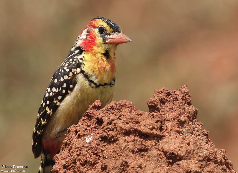 Red-and-yellow Barbet