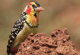 Red-and-yellow Barbet