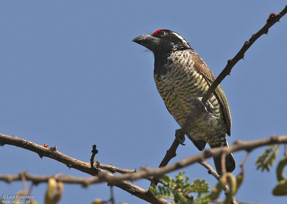 Banded Barbet