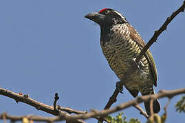 Banded Barbet