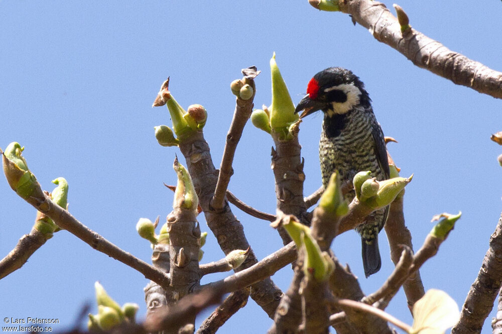 Banded Barbet