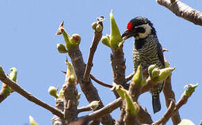 Banded Barbet