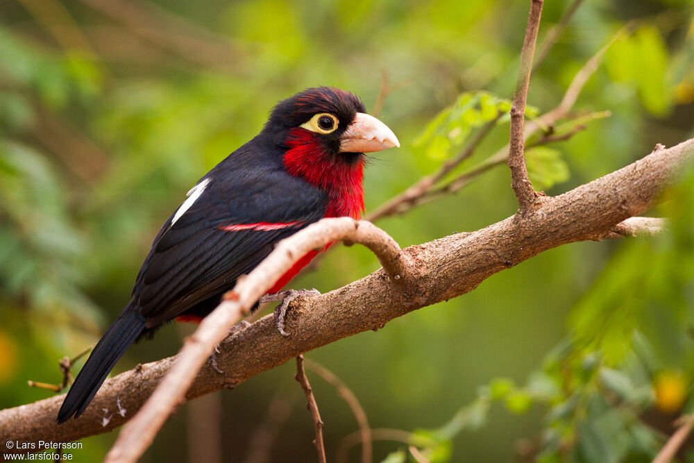 Double-toothed Barbet