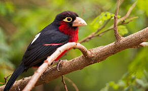 Double-toothed Barbet