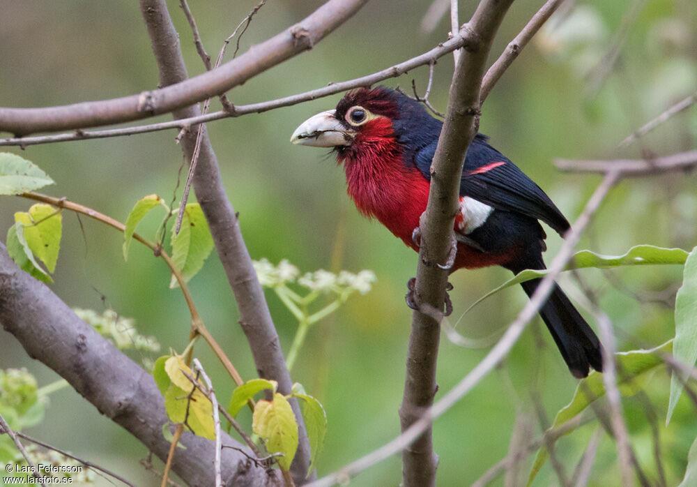 Double-toothed Barbet