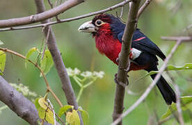 Double-toothed Barbet