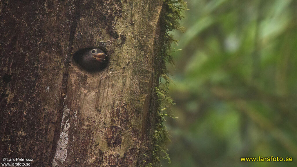 Naked-faced Barbet