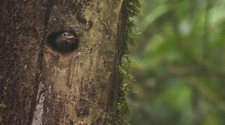 Naked-faced Barbet