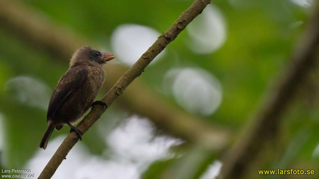 Naked-faced Barbetadult