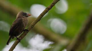 Naked-faced Barbet