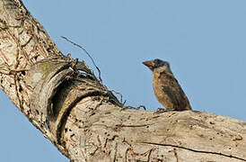 Naked-faced Barbet