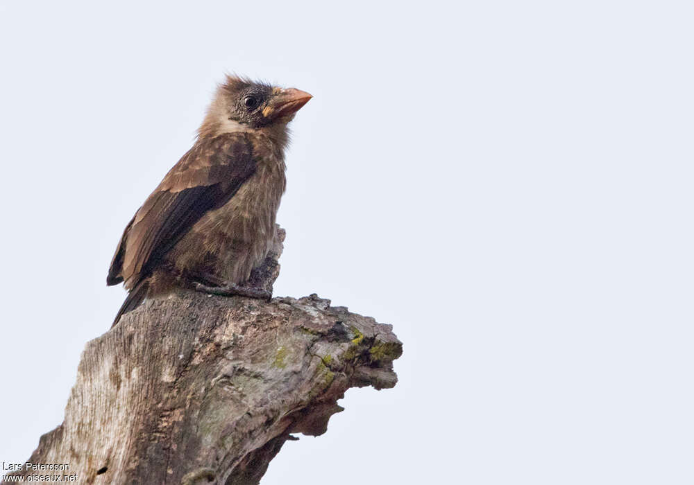 Naked-faced Barbetadult, identification