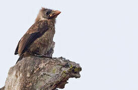 Naked-faced Barbet