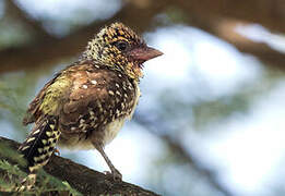 D'Arnaud's Barbet