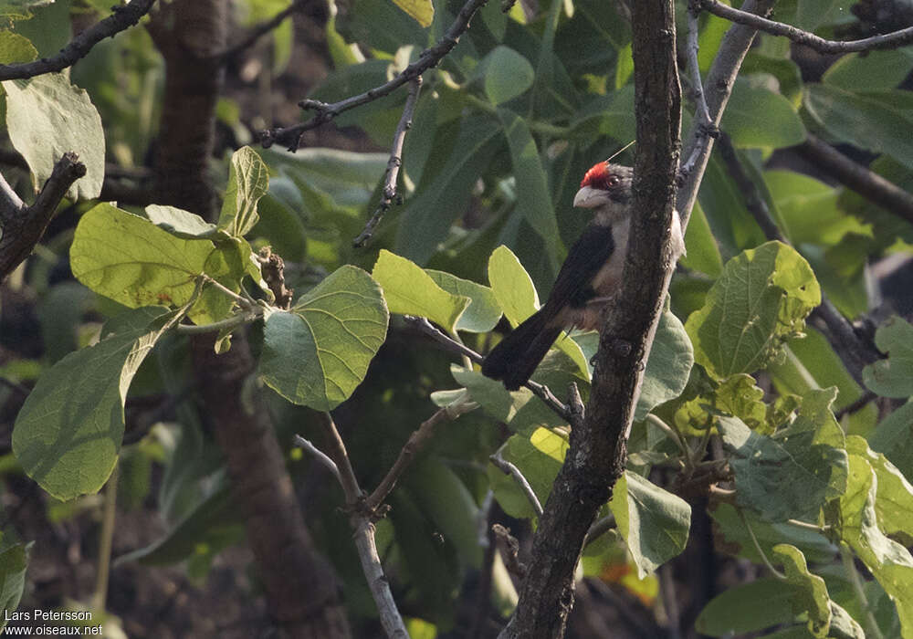 Black-backed Barbetadult, identification