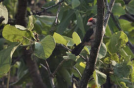 Black-backed Barbet