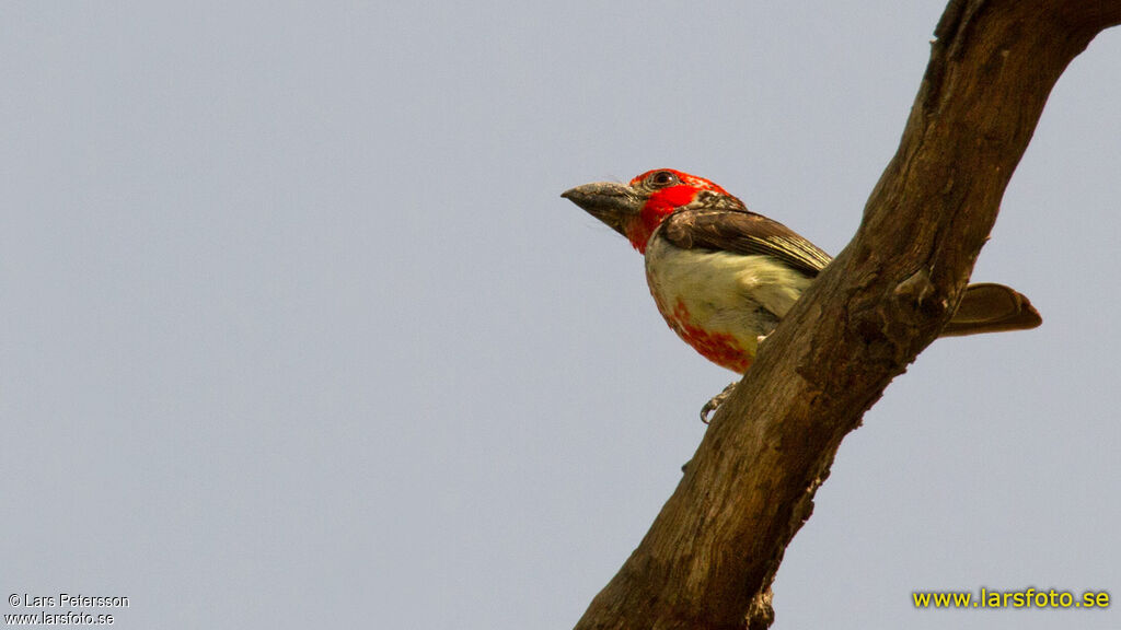 Vieillot's Barbet