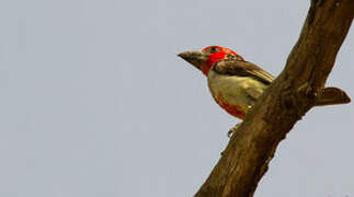 Vieillot's Barbet