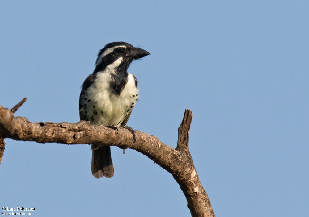 Spot-flanked Barbet