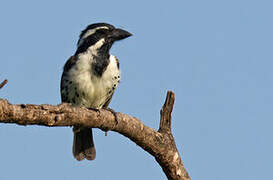 Spot-flanked Barbet