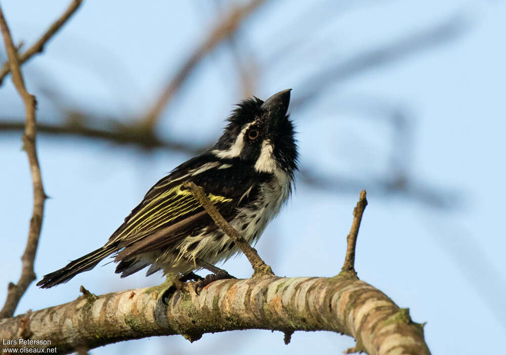 Spot-flanked Barbet male adult, pigmentation