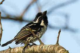 Spot-flanked Barbet