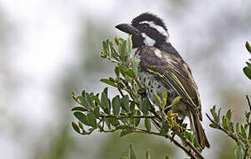 Spot-flanked Barbet