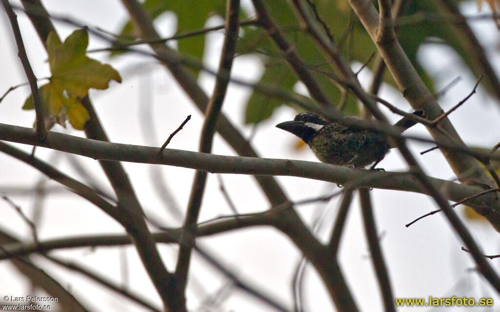 Hairy-breasted Barbet