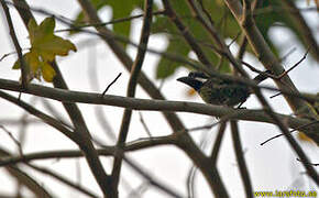 Hairy-breasted Barbet