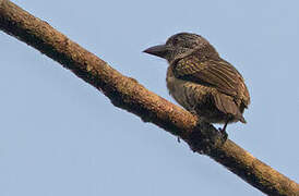 Hairy-breasted Barbet