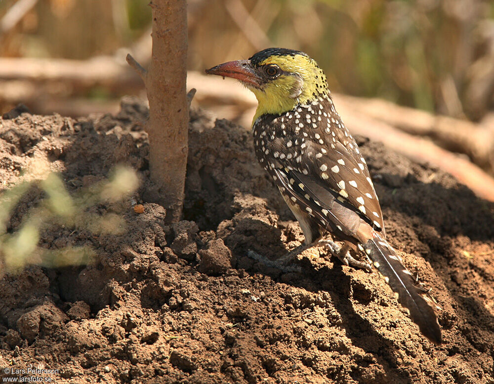 Yellow-breasted Barbet