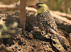 Yellow-breasted Barbet