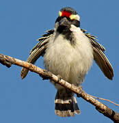 Acacia Pied Barbet