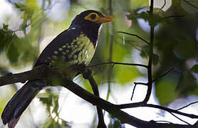 Yellow-billed Barbet