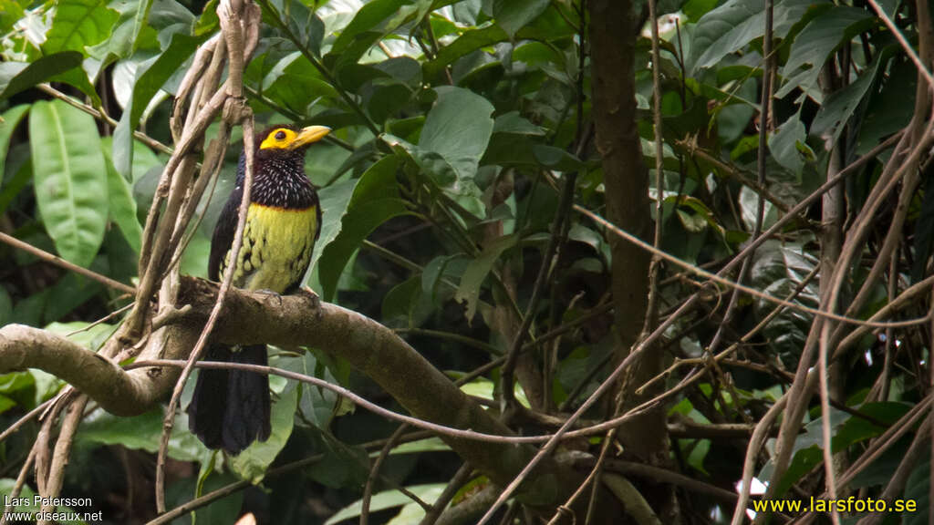 Yellow-billed Barbetadult, habitat