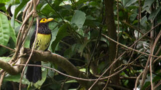 Yellow-billed Barbet