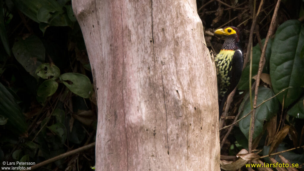 Yellow-billed Barbet