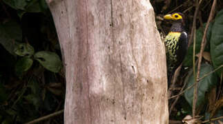 Yellow-billed Barbet